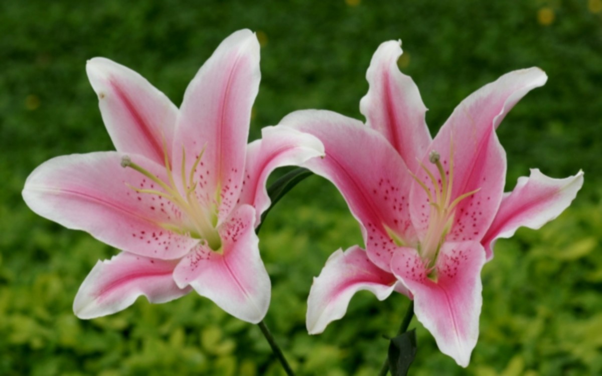 Top 10 Most Beautiful Flowers in the World | HubPages