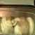 white and wheat bread in the making white and wheat bread in the making