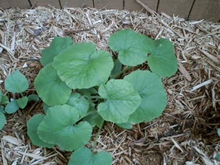 Pumpkin seedlings transplanted.