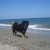 Vacation with our dog Benda in Moriani Beach, Corsica