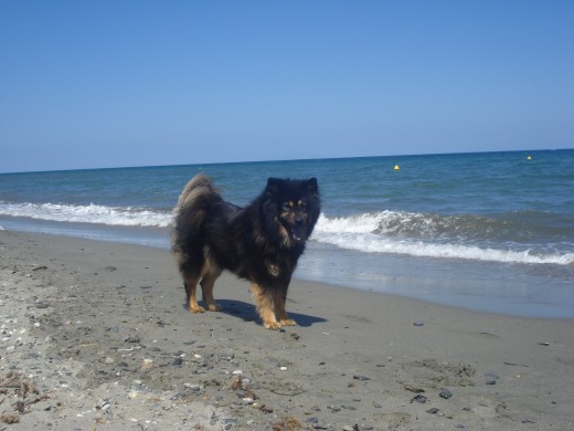 Vacation with our dog Benda in Moriani Beach, Corsica