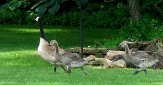 Checking out backyards!