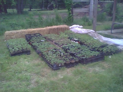 Some of the flats of tomatoes to be planted