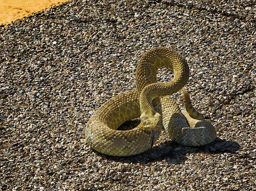 Mojave Green Rattlesnake in a defensive pose.