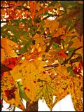 Maple tree leaves.      http://www.flickr.com/photos/virtually_supine/2996286796/      