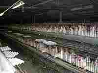 Despite attempts by animal activists, this is the fate of most chickens.