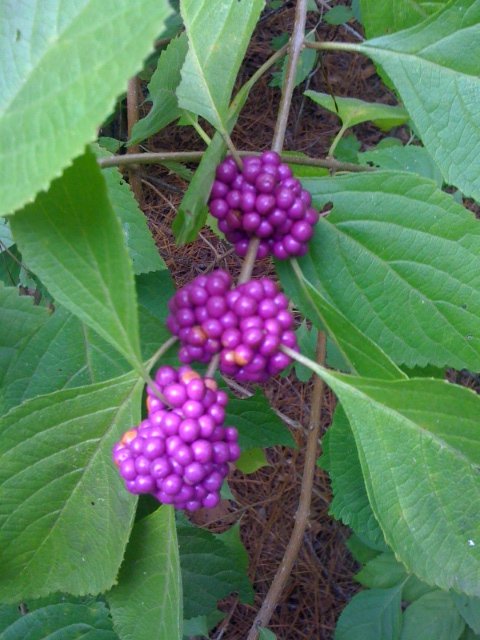 Purple bird berries