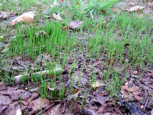 After a full week of raining, my grass seed finally started growing!!!