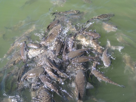 Fish Feeding at Kununurra