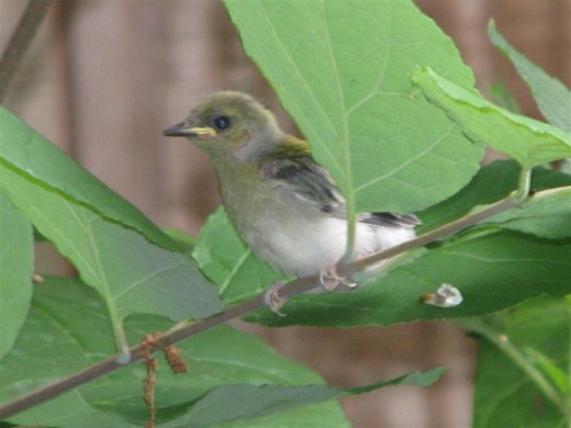 The fledgling Prothonotary getting ready to explore the world.