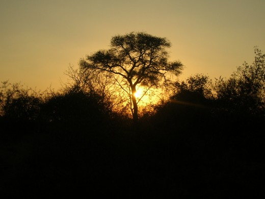 A shot I took at sunset in Kruger Park, South Africa