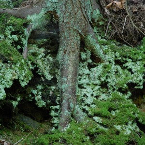 Bee Brook; Join me for a hike along a Mystical New England Trail in New Preston, Connecticut