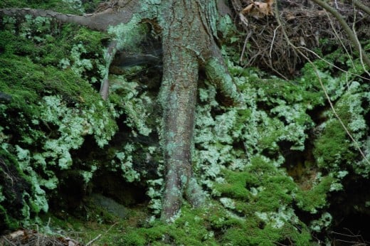 Lichen and moss share the exposed roots of a tree. 
