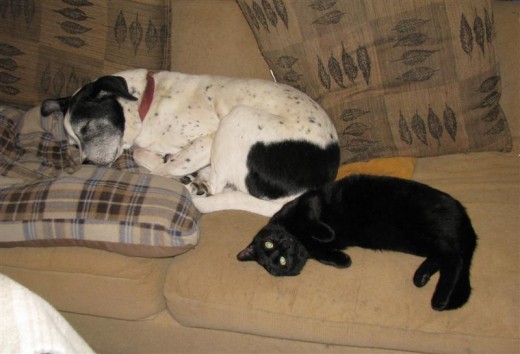 Rio is a nice old fellow and even allows our new housemate, Pepper, to sleep with him.