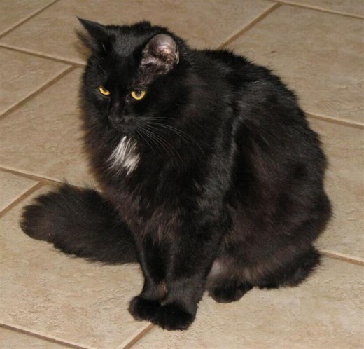 Star Noir is a pretty girl. My human said I was smitten with her in my younger days.