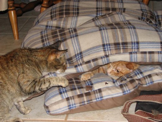 Blaze disturbs me in my special sleeping place... the witch!
