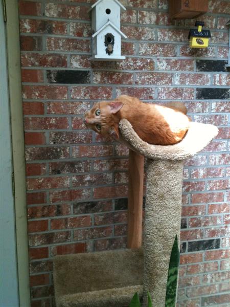 This sleeping tree on my screened porch gives me a good vantage point for pouncing and a comfy place to sleep.