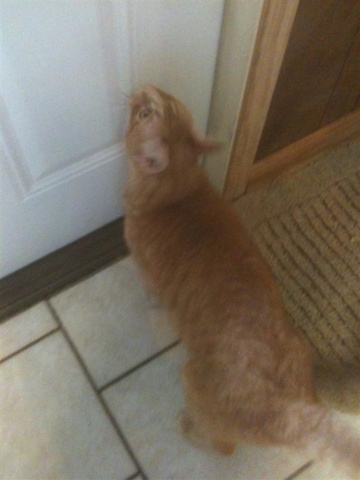 She keeps the door locked because I am tall enough to open it.