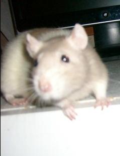 Sickle My Pet Rat R.I.P.