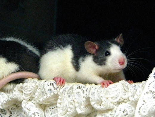 Fancy Rat