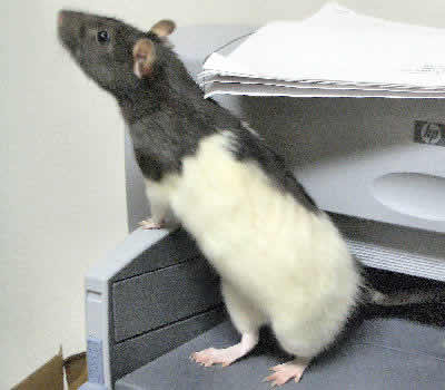 Black & White Hooded Rat
