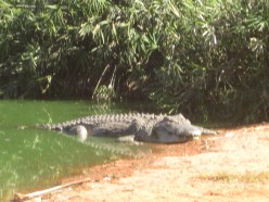 http://s4.hubimg.com/u/5210271_f248.jpg