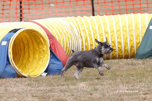 Miniature Schnauzer on Agility Course.  Picture from Google Images.