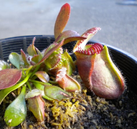 The Albany Pitcher Plant from Western Australia