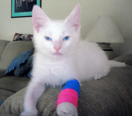 Image of Caspurr on the road to recovery