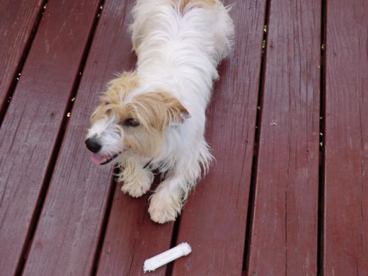 A Nylabone Puppy Starter Kit bone and my dog.