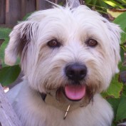 Manlytech profile image