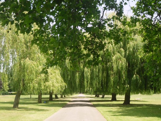 I've seen dozens of canvas with trees like these.