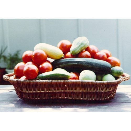 Ratatouille ingredients including tomatoes, squash and mirlitons all fresh from the garden.
