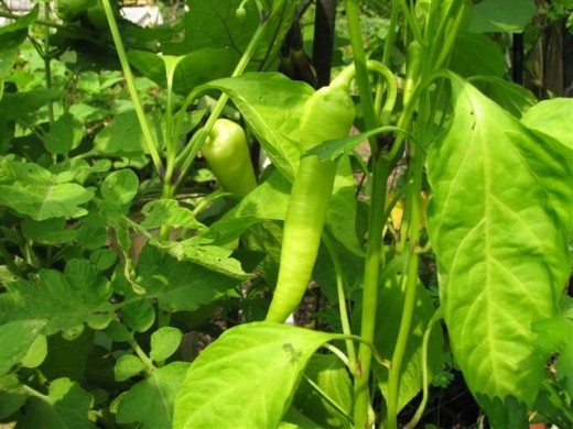 Sweet Banana Peppers are a delicious addition to ratatouille.