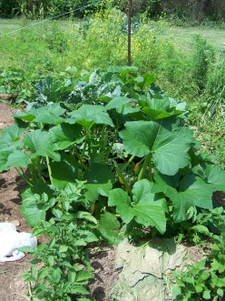 How to Prepare Organic Garden Ground
