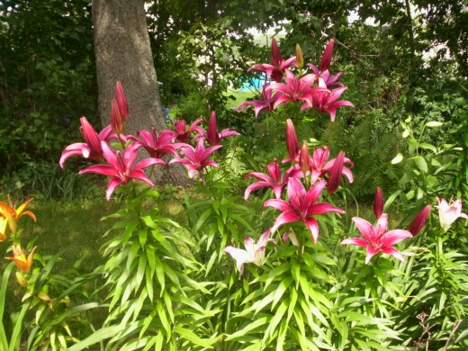 how to grow asiatic lilies dengarden how to grow asiatic lilies dengarden