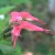 Flowers of Zigzag plant (Photo by Travel Man) Flowers of Zigzag plant (Photo by Travel Man)