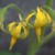 Tomato flowers (Photo by Travel Man) Tomato flowers (Photo by Travel Man)