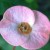 Euphorbia flower (Photo by Travel Man) Euphorbia flower (Photo by Travel Man)