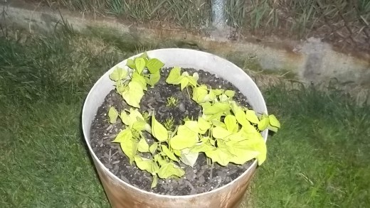 Green Bean and Pepper Plants