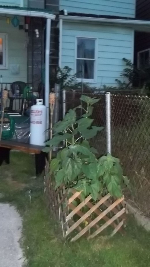 Sunflowers transplanted into yard with protective lattice fencing.