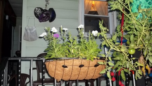 Patriotic Flower Blend transplanted into railing pot.