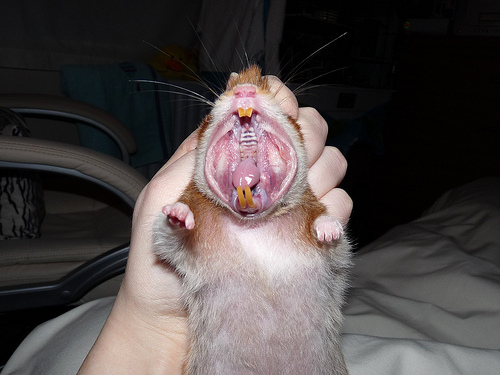 Petal's Teeth Check by LuLu Witch, on Flickr