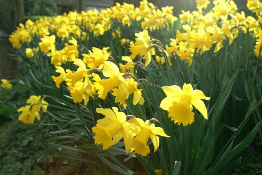 Daffodils