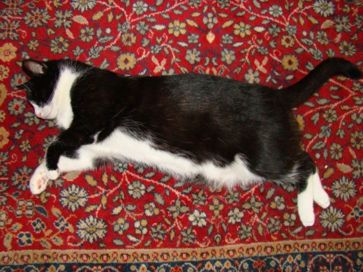 The cat sat on the mat- no he didn't he was asleep