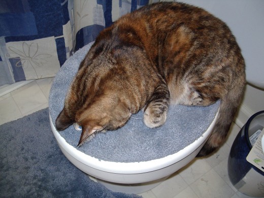 or they caould sleep on the toilet lid!