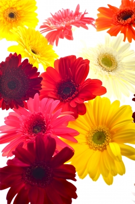 Gerbera