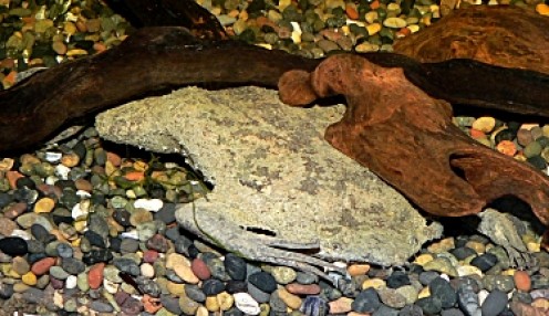 The Surinam Toad: A Strange Amphibian From South America The Surinam Toad: A Strange Amphibian From South America