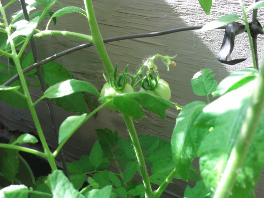 Closeup of the tomato growing on the plant.
