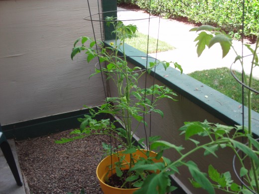 Another view of the growing tomato plant.